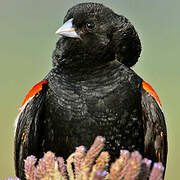 Long-tailed Widowbird