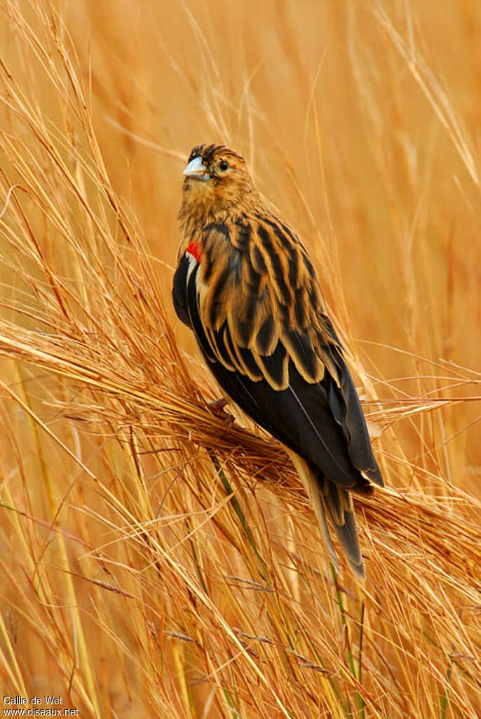 Long-tailed Widowbird male adult post breeding