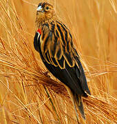 Long-tailed Widowbird