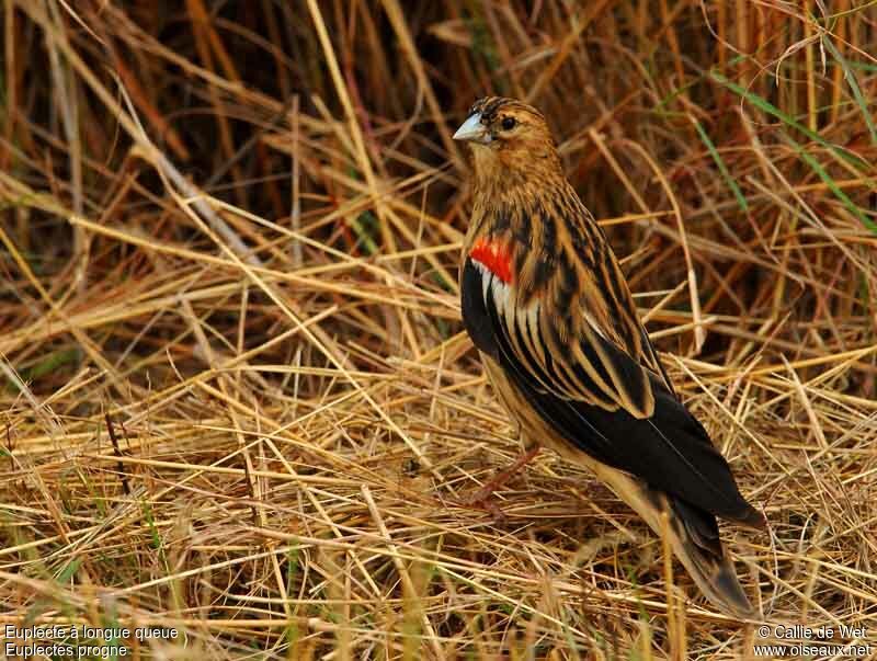 Long-tailed Widowbird male