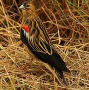 Long-tailed Widowbird