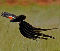 Long-tailed Widowbird