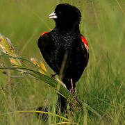 Long-tailed Widowbird