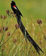 Long-tailed Widowbird