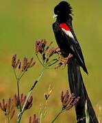 Long-tailed Widowbird