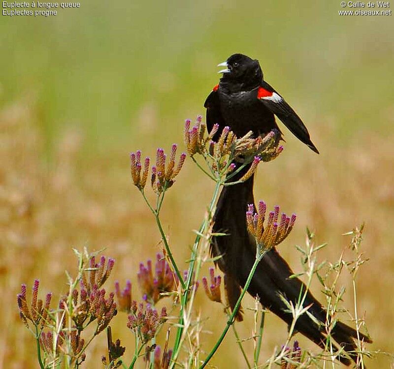 Long-tailed Widowbird male adult breeding