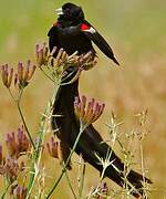 Long-tailed Widowbird