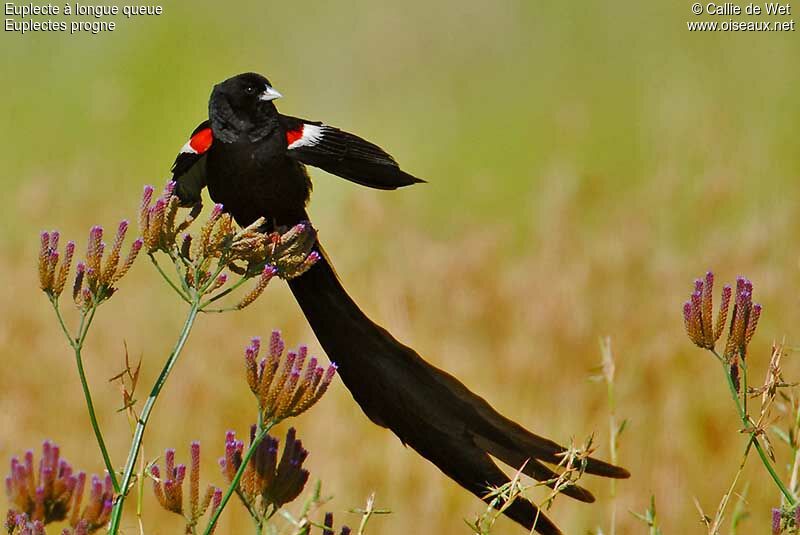 Long-tailed Widowbird male adult breeding