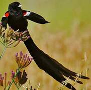 Long-tailed Widowbird