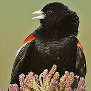 Long-tailed Widowbird