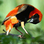 Southern Red Bishop