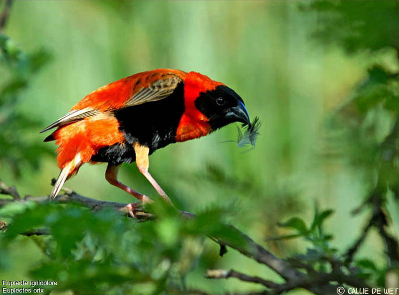 Southern Red Bishop male adult breeding