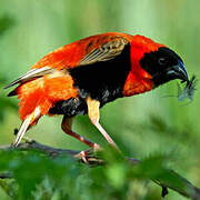 Southern Red Bishop