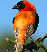 Southern Red Bishop