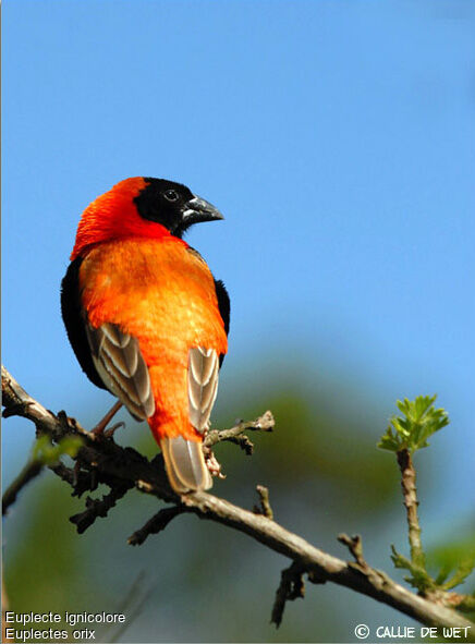 Southern Red Bishop male adult breeding