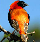 Southern Red Bishop