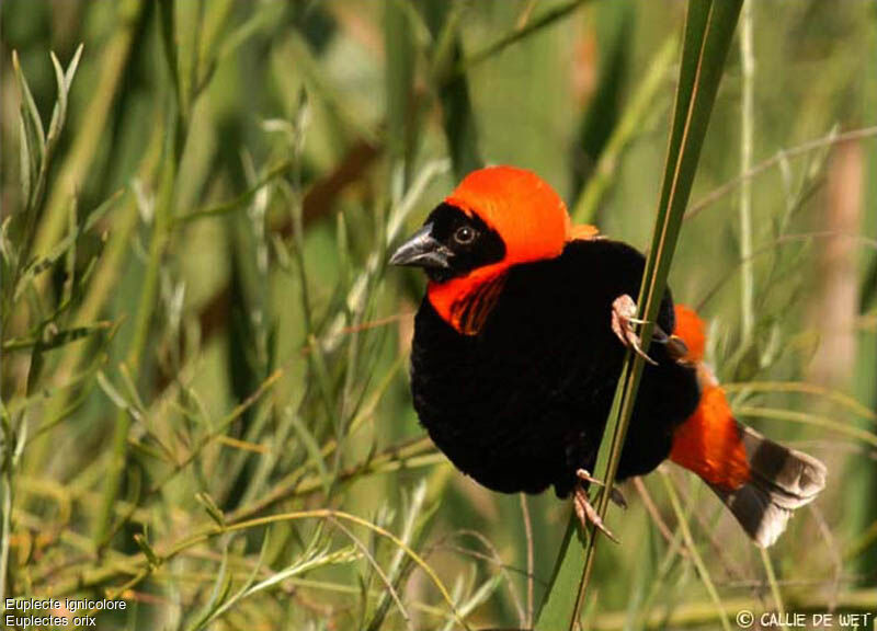 Southern Red Bishop male adult breeding