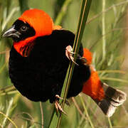 Southern Red Bishop