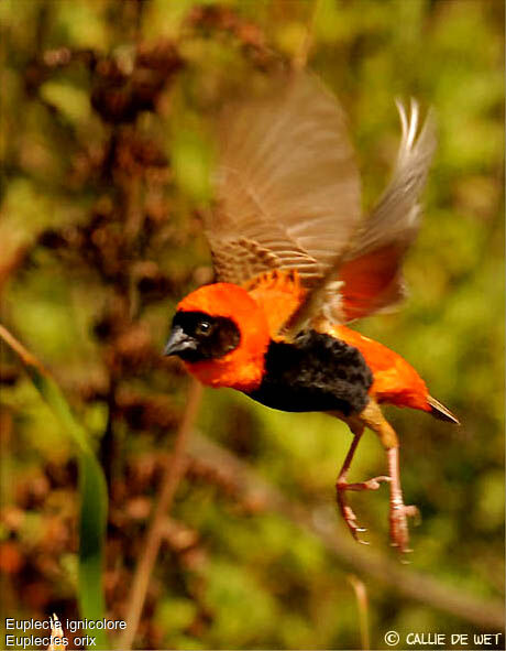 Southern Red Bishop male adult breeding