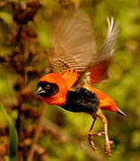 Southern Red Bishop