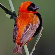 Southern Red Bishop