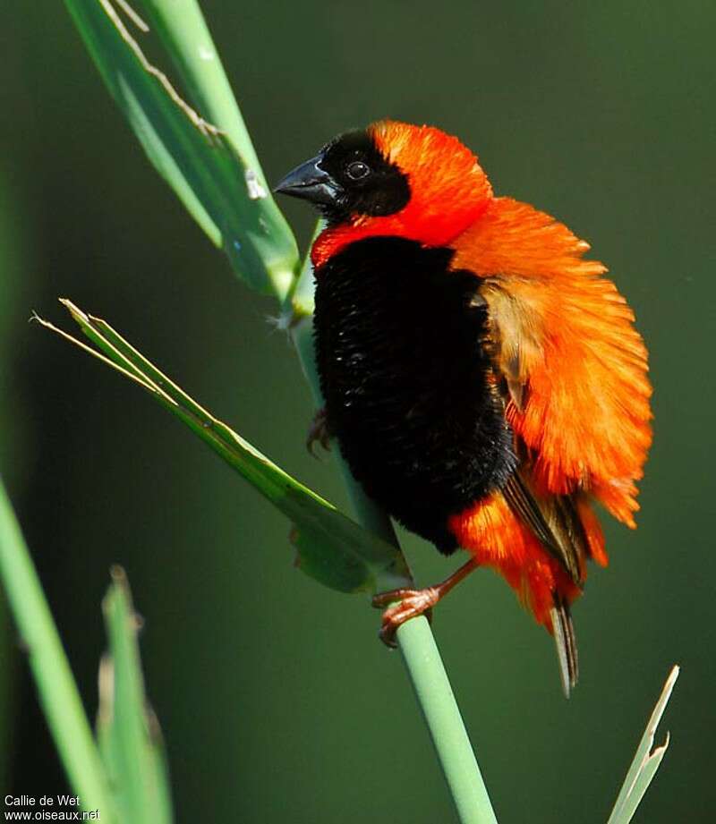 Southern Red Bishop male adult breeding, aspect, pigmentation, courting display, Behaviour