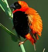 Southern Red Bishop