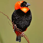 Southern Red Bishop