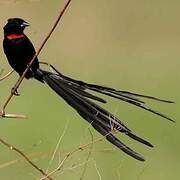 Red-collared Widowbird