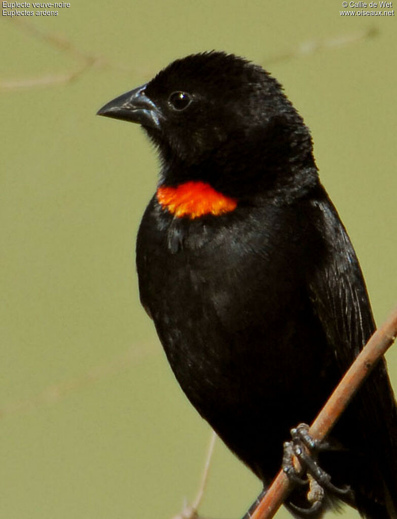 Red-collared Widowbird male adult breeding