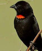 Red-collared Widowbird