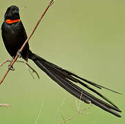 Red-collared Widowbird