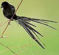 Red-collared Widowbird