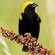 Yellow-crowned Bishop