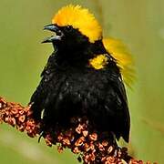 Yellow-crowned Bishop