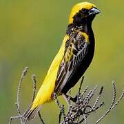 Yellow-crowned Bishop