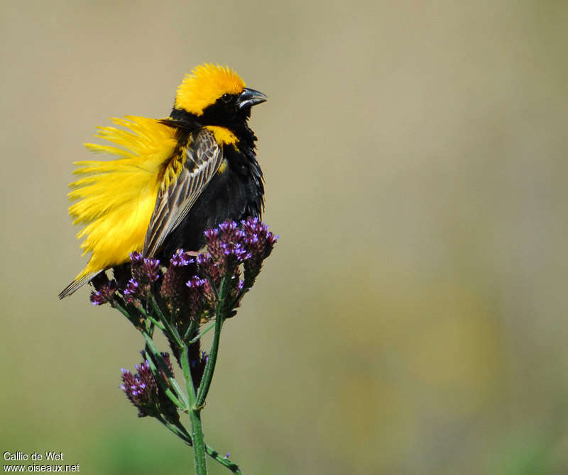 Yellow-crowned Bishop male adult breeding, pigmentation, courting display