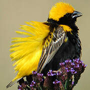 Yellow-crowned Bishop