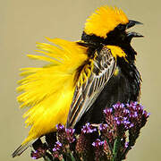 Yellow-crowned Bishop