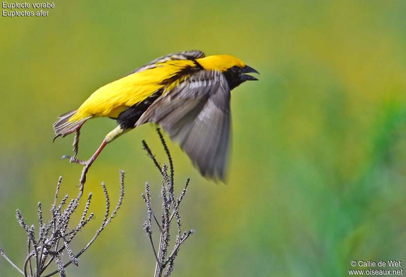 Yellow-crowned Bishop male adult