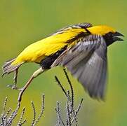 Yellow-crowned Bishop