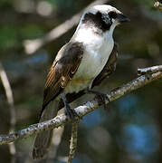 Southern White-crowned Shrike