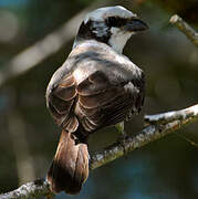 Southern White-crowned Shrike