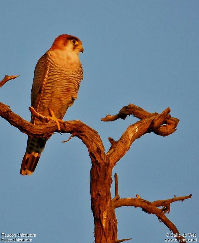 Red-necked Falconjuvenile