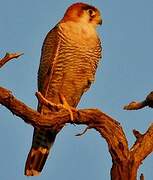 Red-necked Falcon