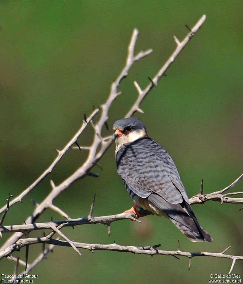 Amur Falcon female adult