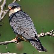 Amur Falcon