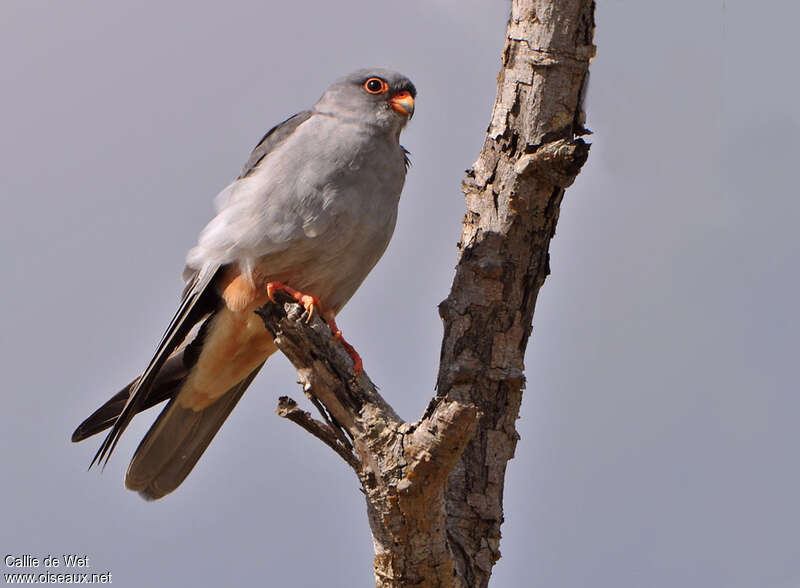 Amur Falcon male adult, identification