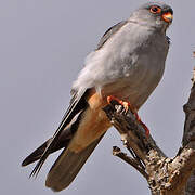 Amur Falcon