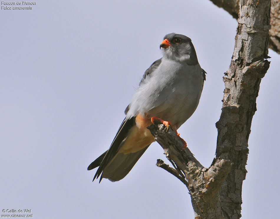 Amur Falcon male adult breeding, close-up portrait, pigmentation